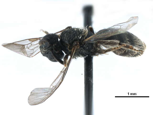 Lasioglossum ruidosense (Cockerell 1897)的圖片