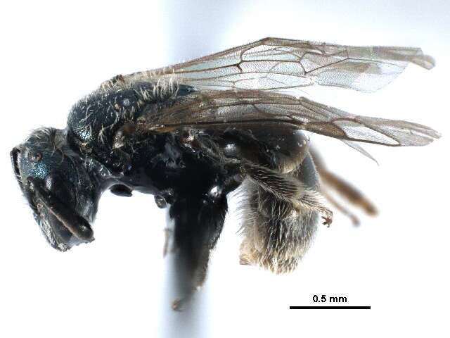 Image of Lasioglossum nevadense (Crawford 1907)