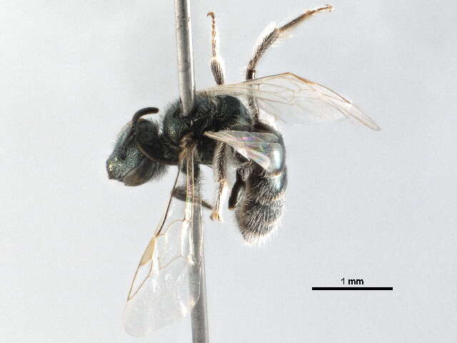 Lasioglossum semicaeruleum (Cockerell 1895)的圖片