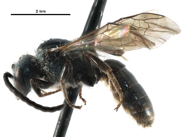 Слика од Lasioglossum versatum (Robertson 1902)