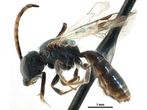 Image of <i>Lasioglossum katherineae</i>