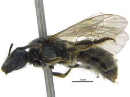 Image of <i>Lasioglossum ephialtum</i>