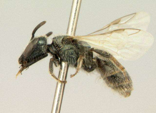 Lasioglossum longifrons (Baker 1906)的圖片