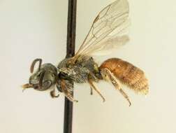 Lasioglossum pictum (Crawford 1902)的圖片