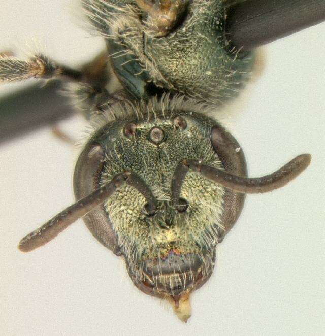 Image of Lasioglossum semicaeruleum (Cockerell 1895)