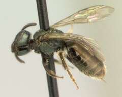 Image of Lasioglossum anomalum (Robertson 1892)