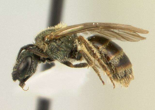 Lasioglossum foveolatum (Robertson 1902)的圖片