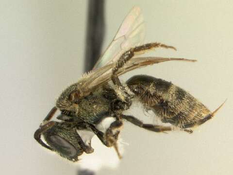 Image of Lasioglossum foveolatum (Robertson 1902)