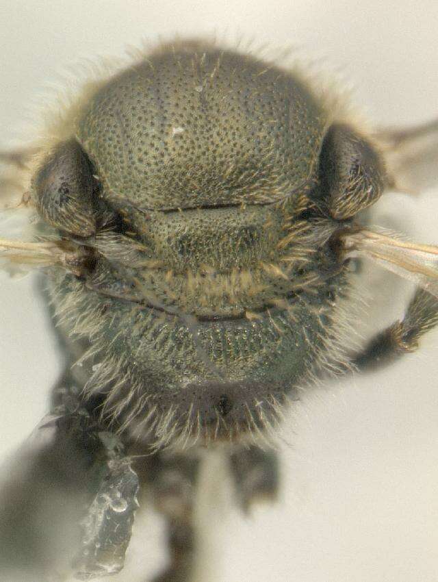 Image of Lasioglossum tegulare (Robertson 1890)