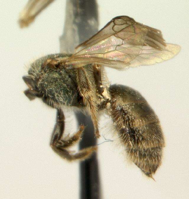 Plancia ëd Lasioglossum creberrimum (Smith 1853)