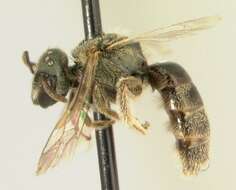 Imagem de <i>Lasioglossum trigeminum</i>