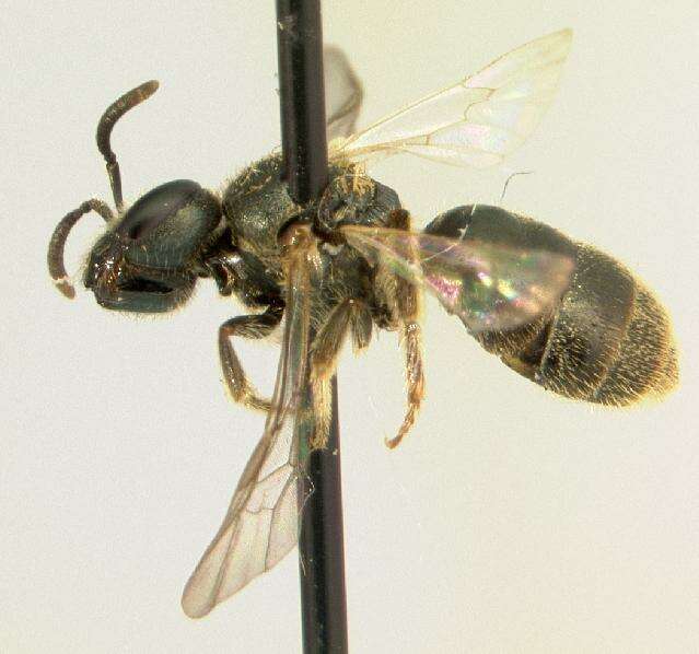 Image of <i>Lasioglossum hitchensi</i>