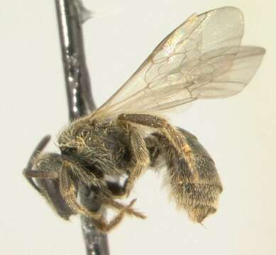 Lasioglossum weemsi (Mitchell 1960)的圖片