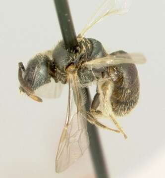 Image of <i>Lasioglossum trigeminum</i>