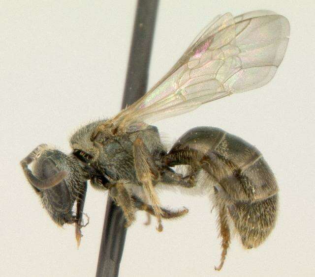 Lasioglossum weemsi (Mitchell 1960)的圖片