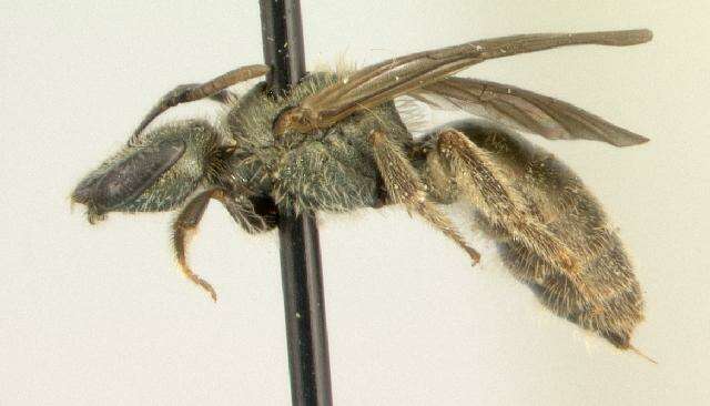 Plancia ëd Lasioglossum creberrimum (Smith 1853)