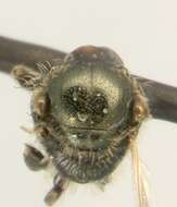 Lasioglossum subviridatum (Cockerell 1938)的圖片