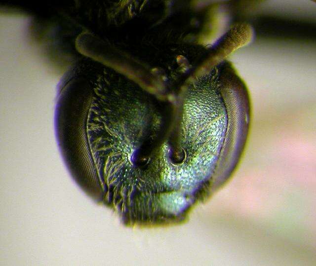 Image of <i>Lasioglossum hitchensi</i>
