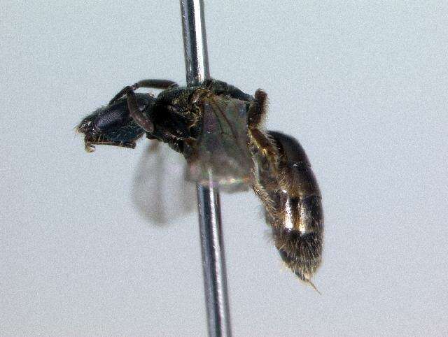 Image of Lasioglossum anomalum (Robertson 1892)