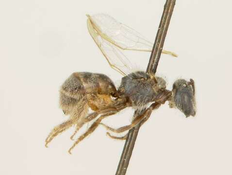 Lasioglossum fattigi (Mitchell 1960)的圖片