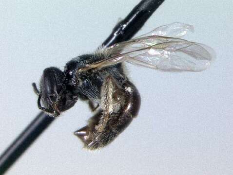 Image of Lasioglossum apopkense (Robertson 1892)