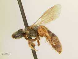 Lasioglossum bruneri (Crawford 1902)的圖片