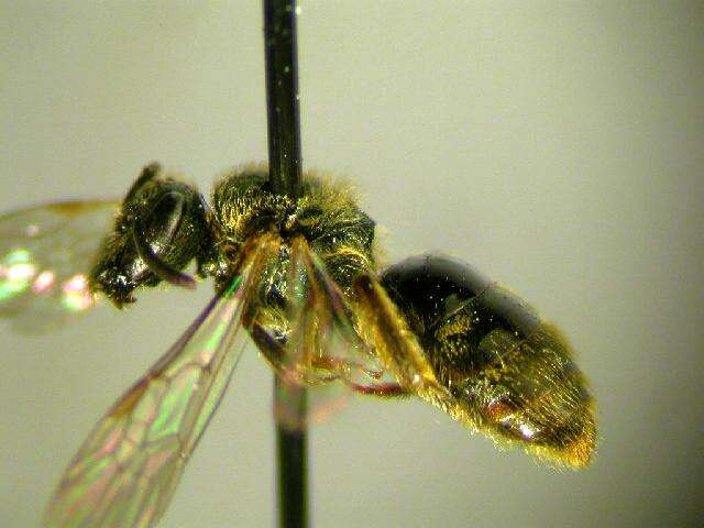 Lasioglossum bruneri (Crawford 1902)的圖片