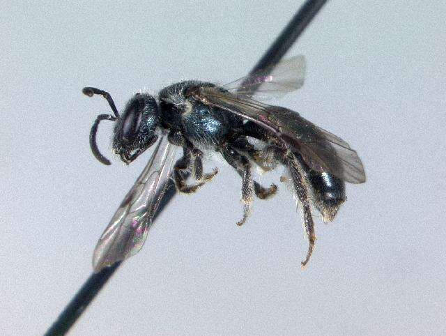 Lasioglossum coeruleum (Robertson 1893) resmi