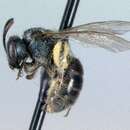 Lasioglossum comulum Michener 1951的圖片