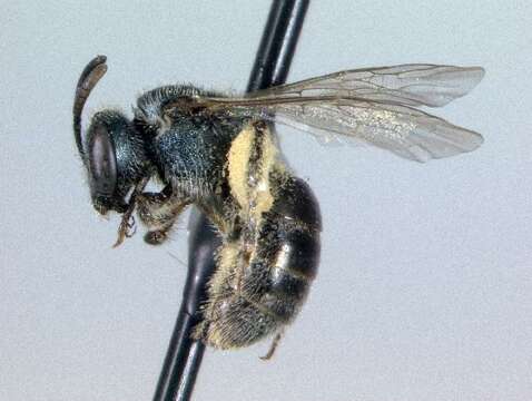 Lasioglossum comulum Michener 1951的圖片