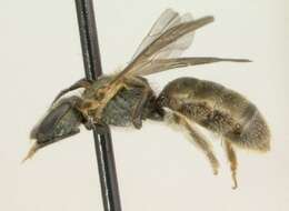 Plancia ëd Lasioglossum creberrimum (Smith 1853)