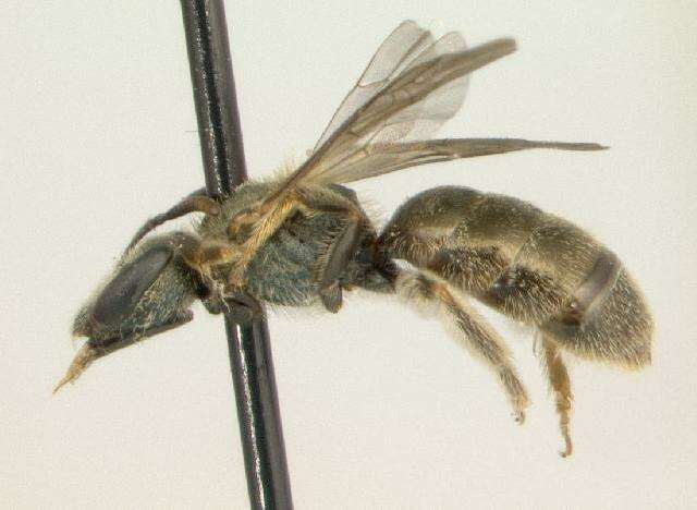 Image of Lasioglossum creberrimum (Smith 1853)