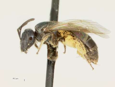 Plancia ëd Lasioglossum heterognathum (Mitchell 1960)