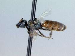 Image of Lasioglossum hudsoniellum (Cockerell 1919)