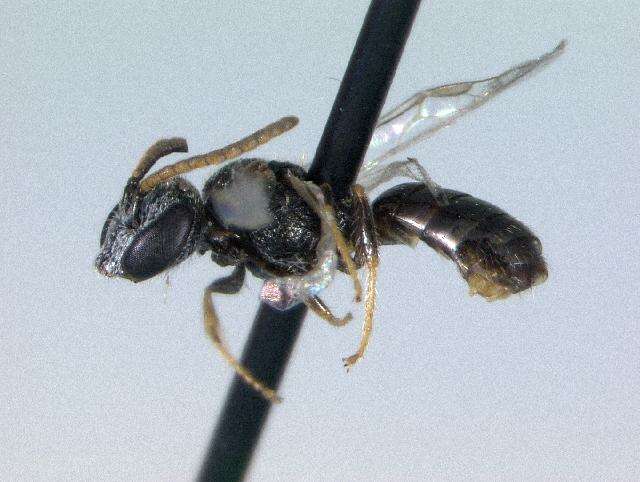 Lasioglossum illinoense (Robertson 1892)的圖片