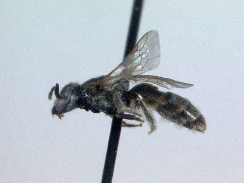 Image of <i>Lasioglossum lepidii</i>