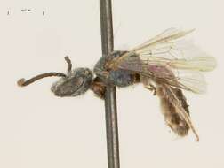 Image of <i>Lasioglossum lepidii</i>