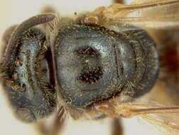 Lasioglossum lineatulum (Crawford 1906) resmi