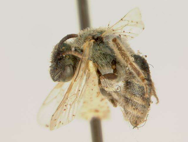 Lasioglossum marinum (Crawford 1904) resmi