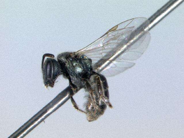 Lasioglossum nevadense (Crawford 1907)的圖片