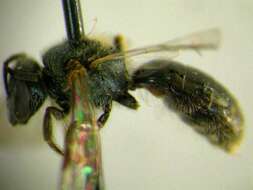 Lasioglossum oblongum (Lovell 1905)的圖片