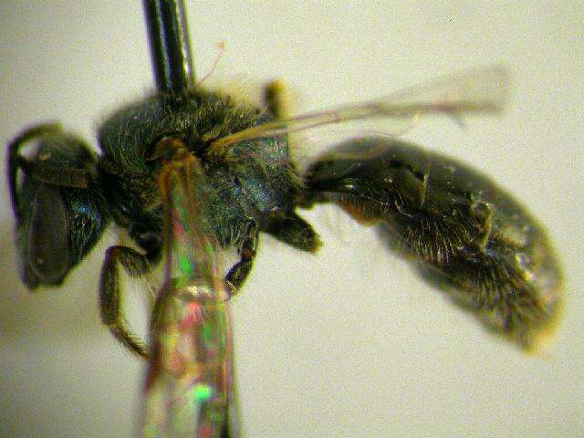 Image of Lasioglossum oblongum (Lovell 1905)