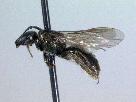 Plancia ëd Lasioglossum obscurum (Robertson 1892)