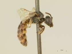 Lasioglossum occidentale (Crawford 1902)的圖片