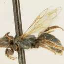 Image of Lasioglossum pavoninum (Ellis 1913)