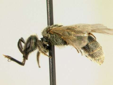 Lasioglossum perpunctatum (Ellis 1913)的圖片