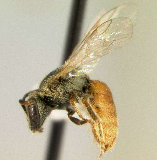 صورة Lasioglossum pictum (Crawford 1902)