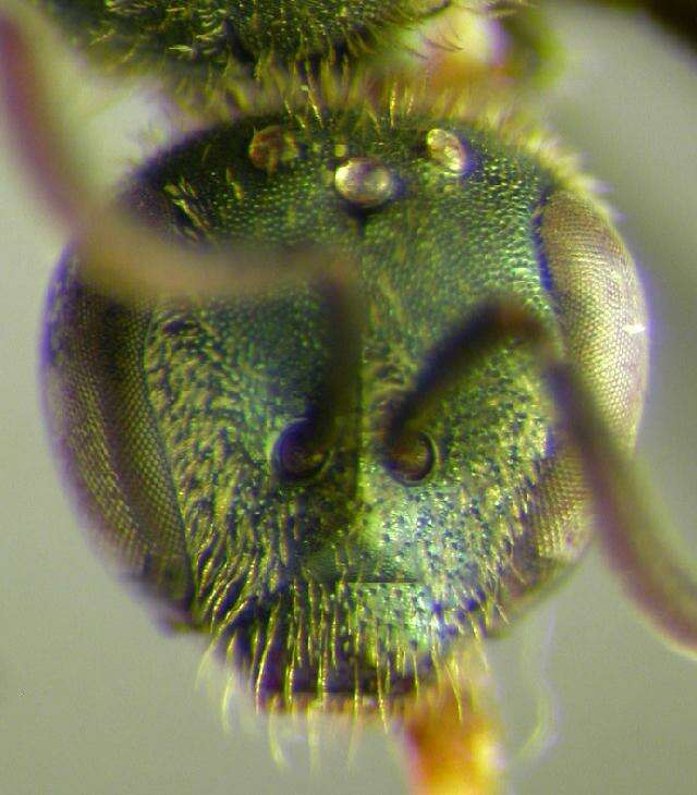 Image of <i>Lasioglossum arantium</i>