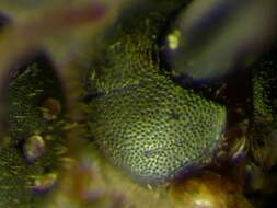 Image of <i>Lasioglossum arantium</i>