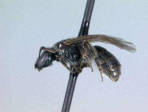 Image of Dimple-bellied Sweat Bee